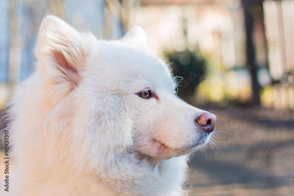 白色萨摩耶犬户外特写肖像