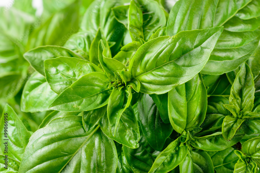 Fresh basil leaves.