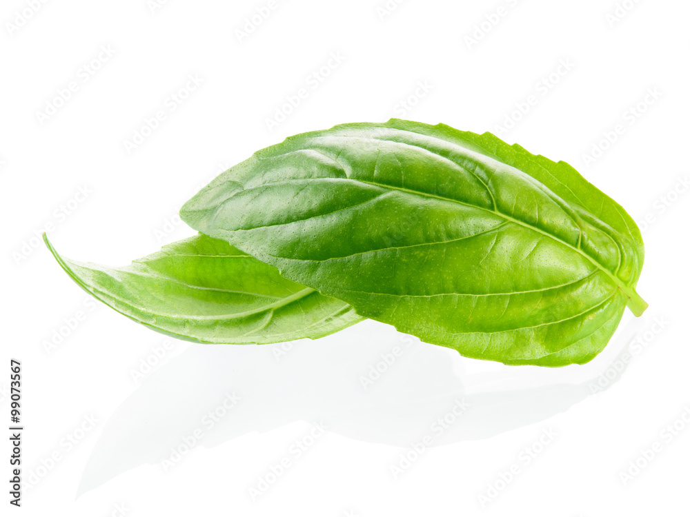 Fresh basil leaves in closeup