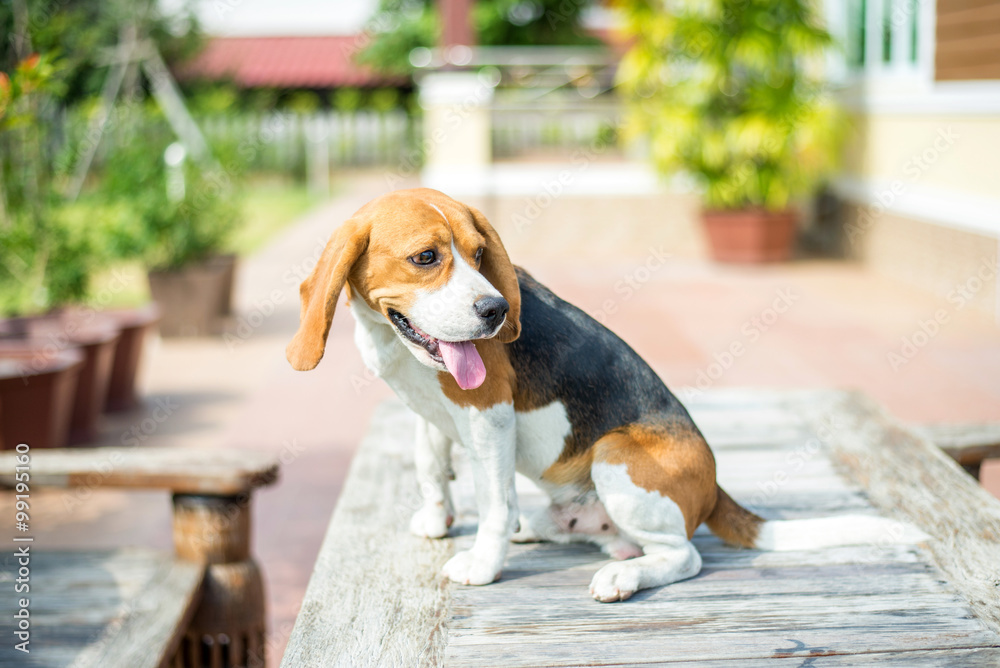 坐在桌子旁的可爱的小猎犬小狗肖像