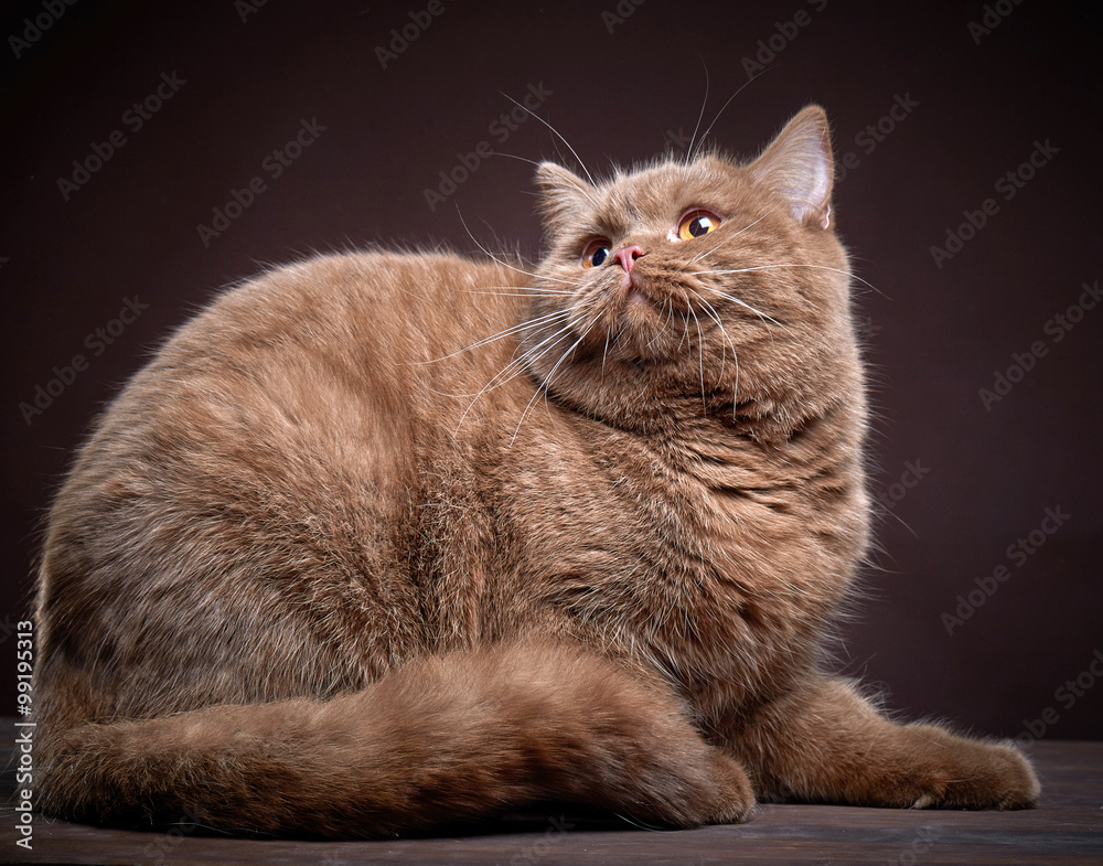 Portrait of british short hair cat