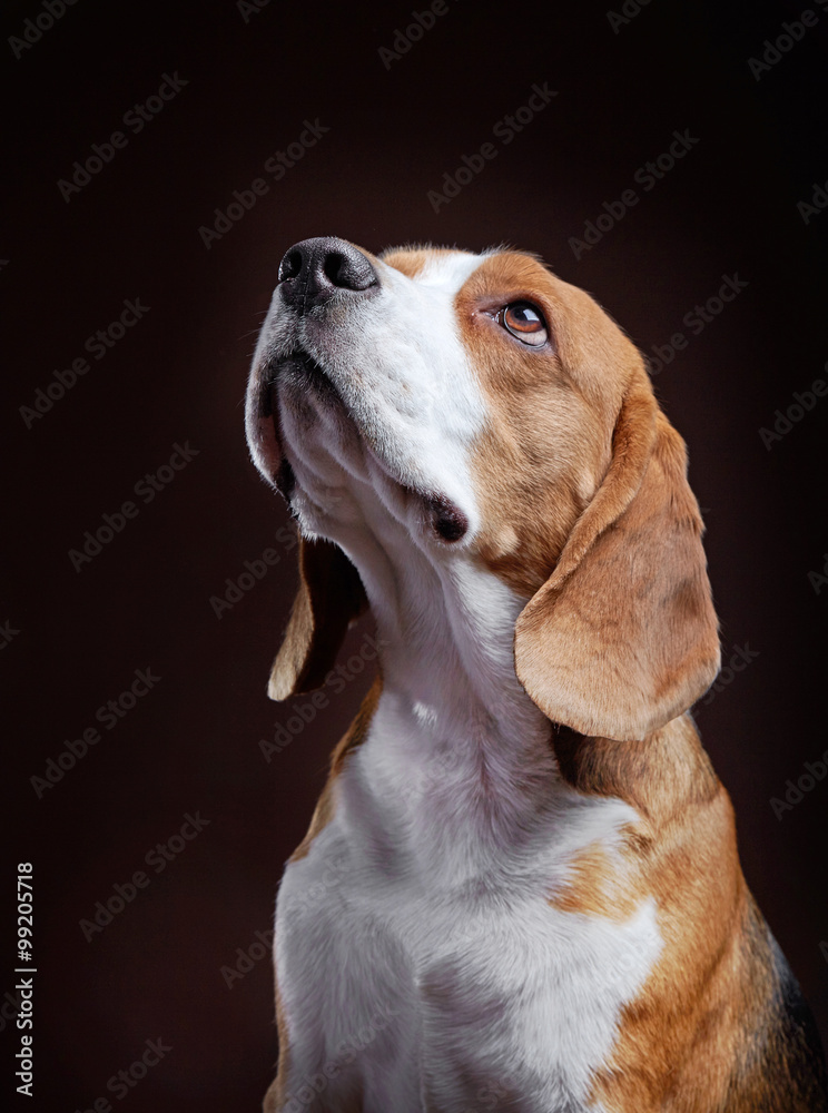 Portrait of young beagle dog