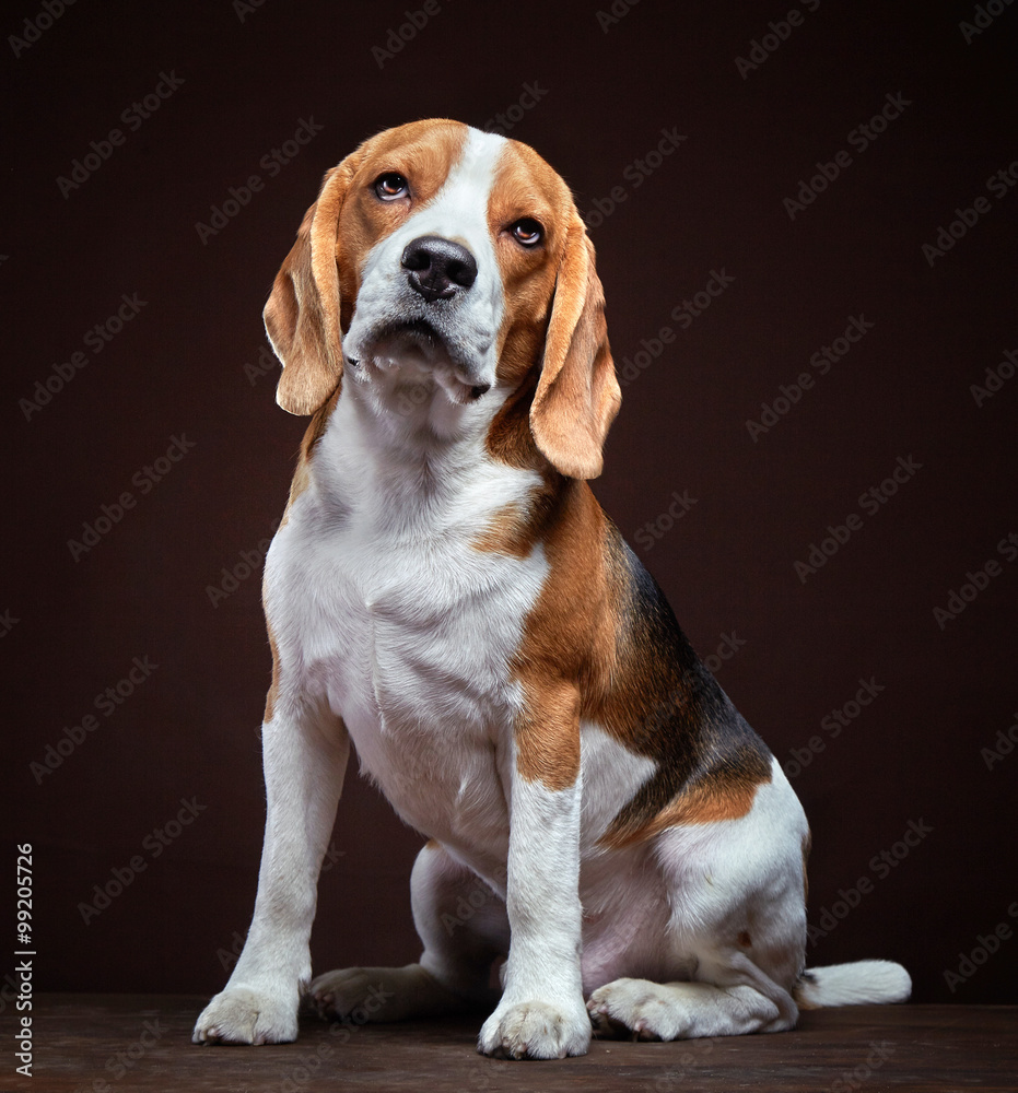 Portrait of young beagle dog