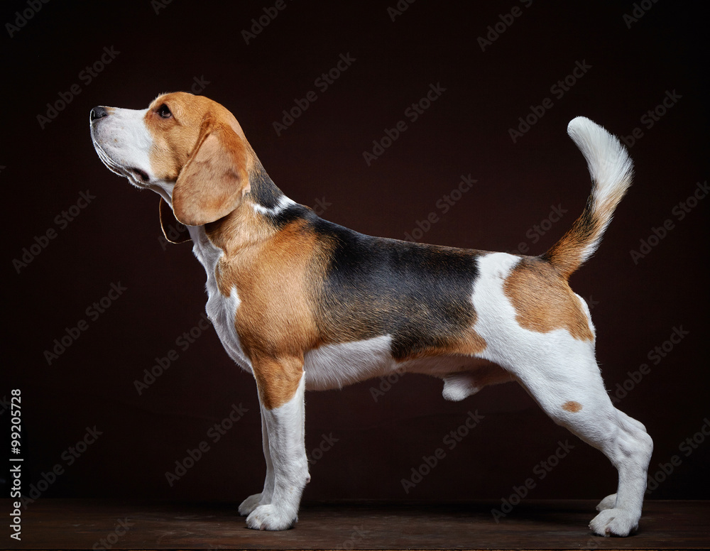 young beagle dog