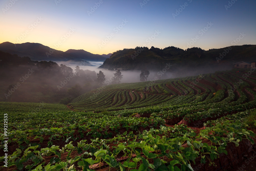 Doi Angkhang山草莓园晨曦朦胧