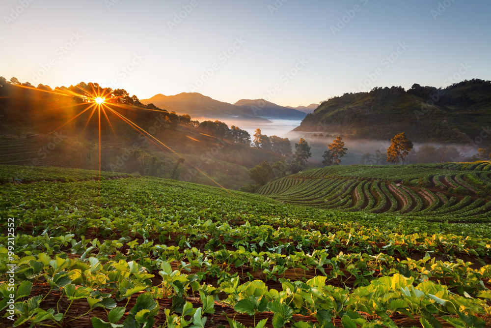 Doi Angkhang山草莓园晨曦朦胧