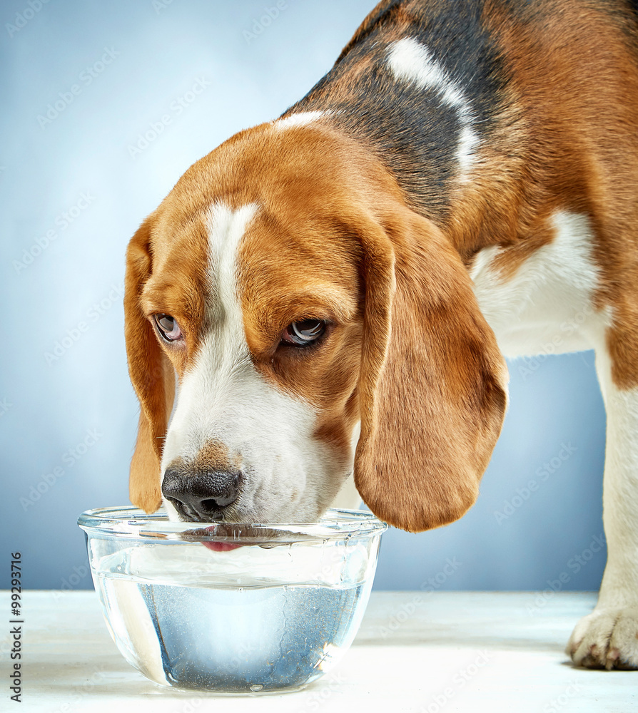 比格犬喝水