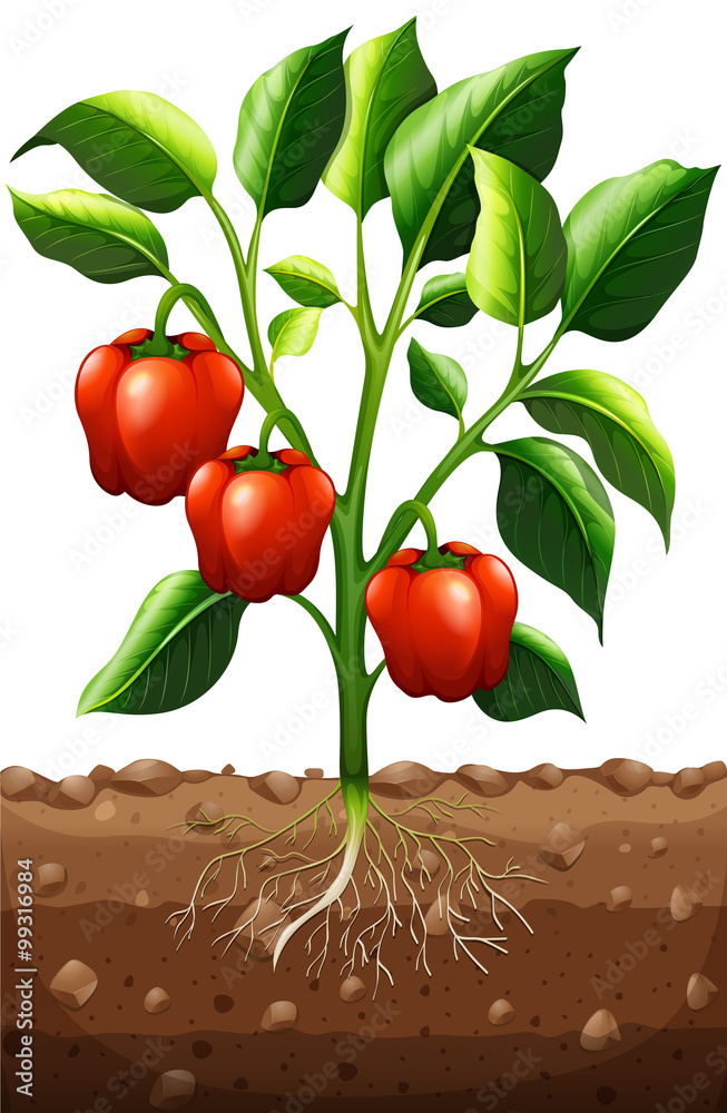 Capsicum plant on the farm