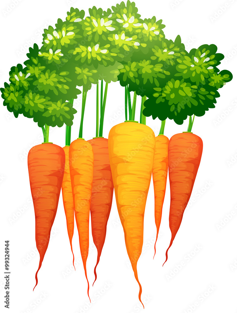 Fresh carrots with leaves