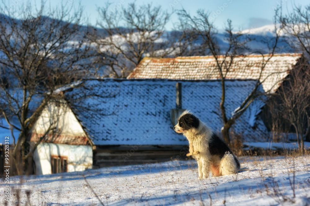 Frozen sunny day of a winter, on wild transylvania hills. Holbav. Romania. Low key, dark background,