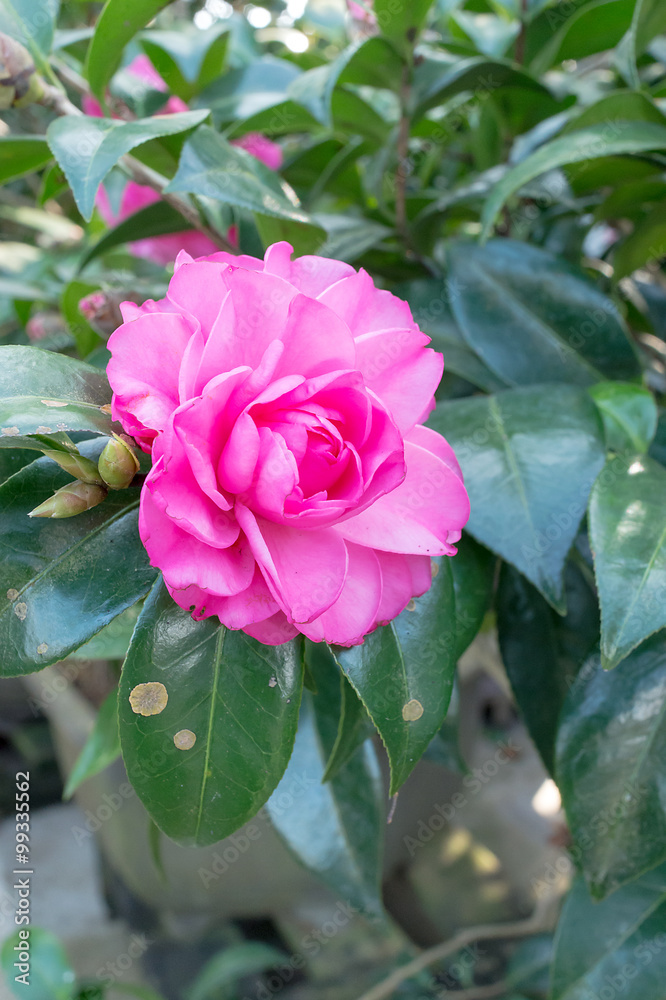 山茶花（山茶花）