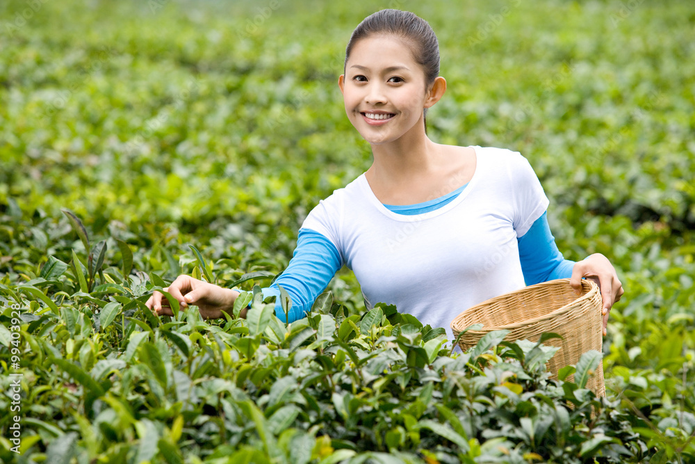 采茶的年轻女人