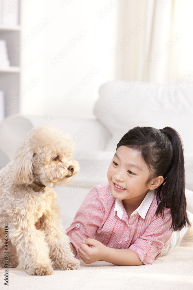 小女孩在玩宠物玩具贵宾犬