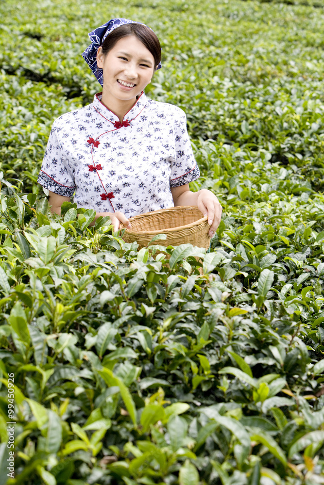 Young Woman in a Tea Field