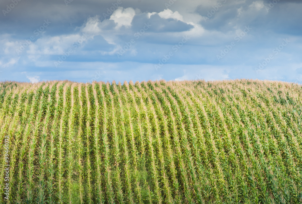 Landscape of corn field