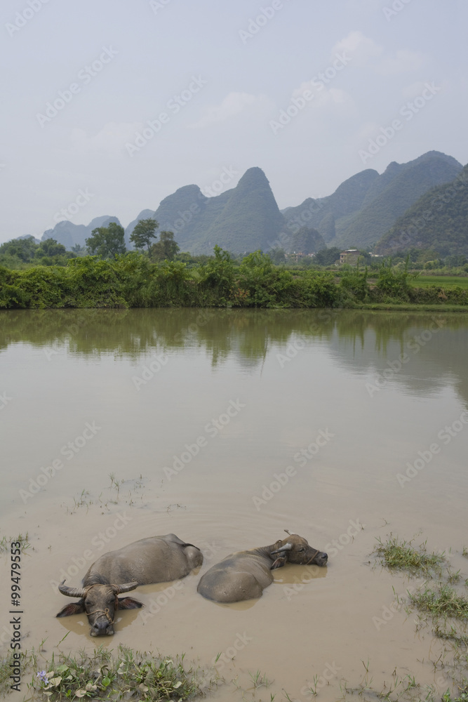 漓江两头水牛