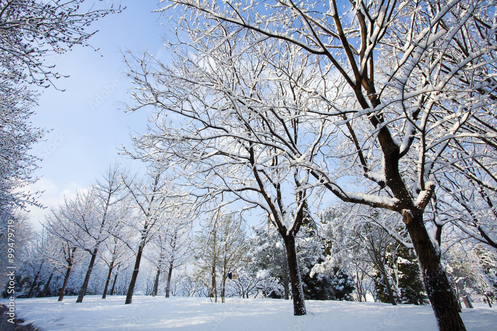 白雪覆盖的树木