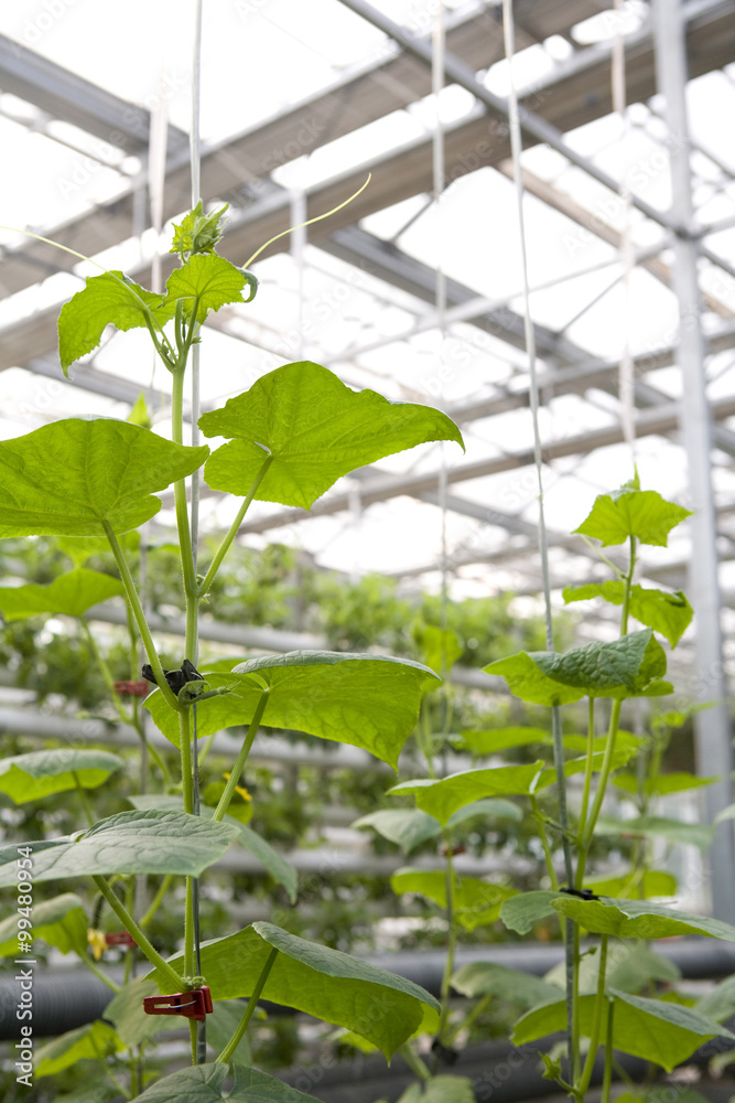 温室里一排的植物