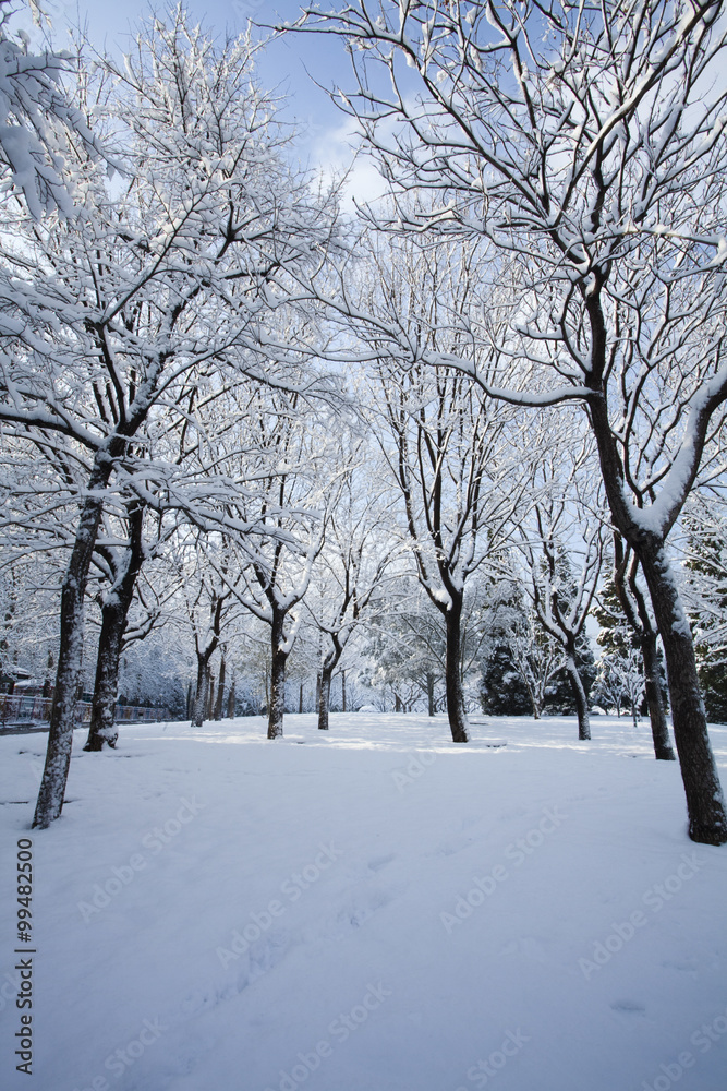 Snow covered trees