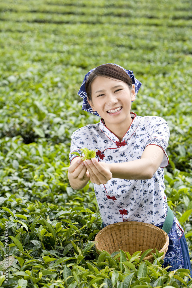 Young Woman in a Tea Field Holding Fresh Tea Leaves