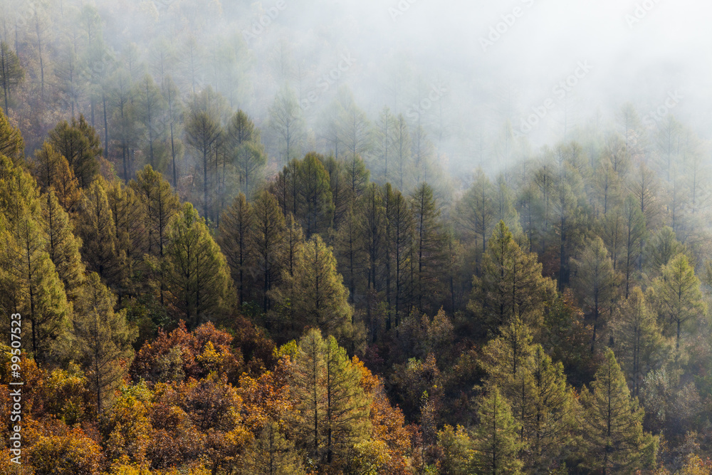 Forest covered by fog in Aershan,China