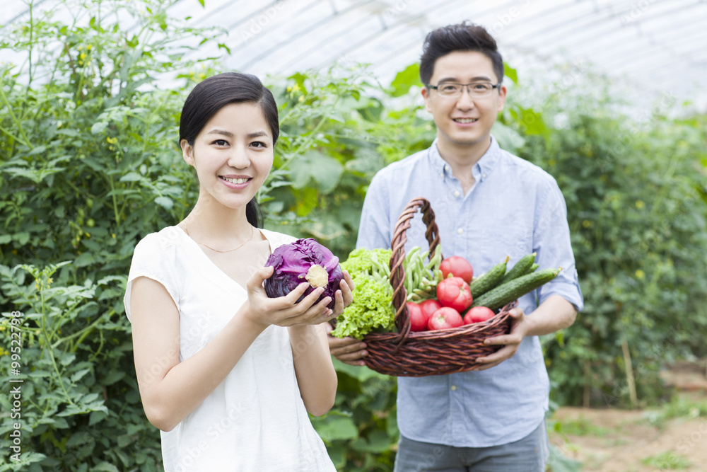 Young couple picking vegetables in greenhouse