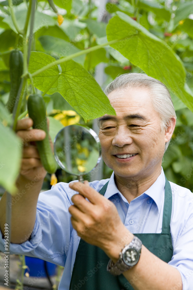 农民在现代农场研究黄瓜