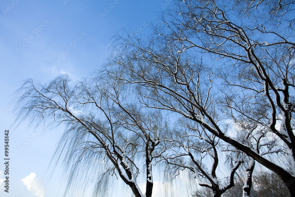 白雪覆盖的柳树