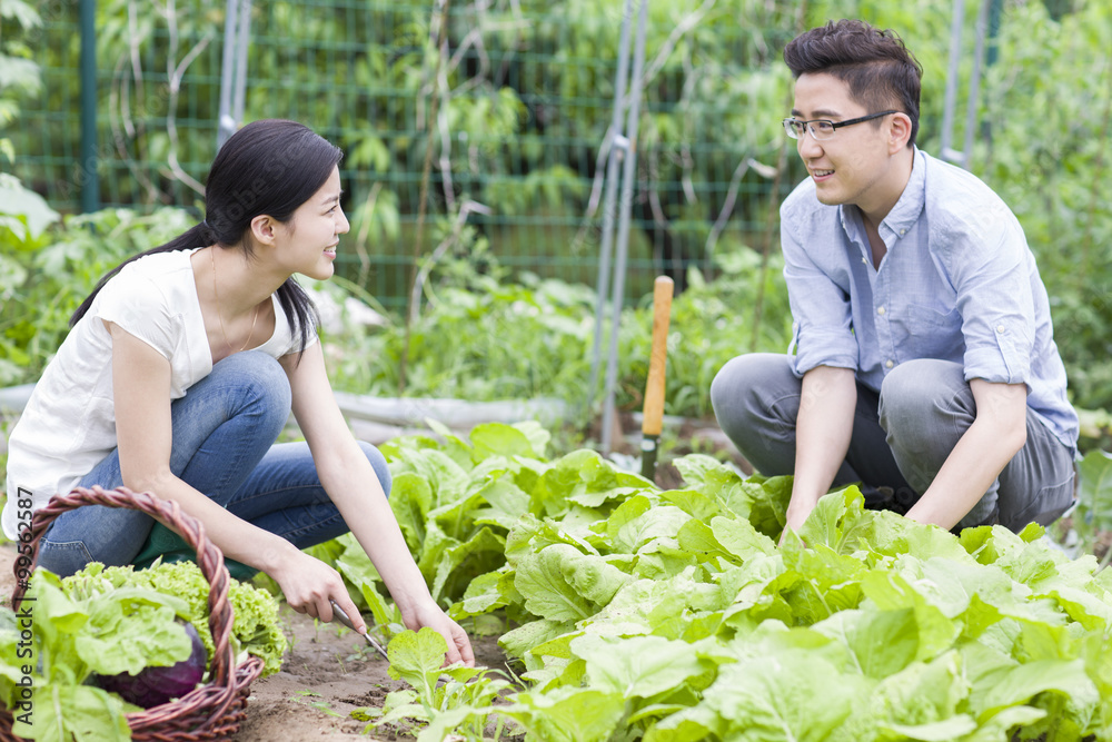 Young couple picking vegetables