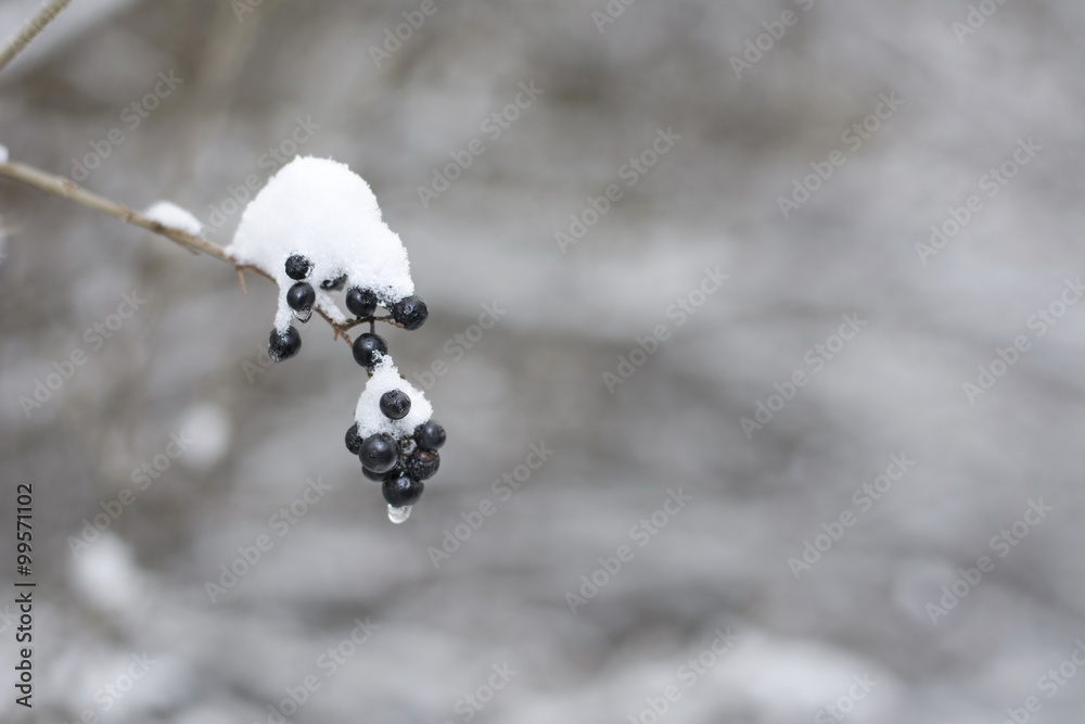 被雪覆盖的冷冻浆果