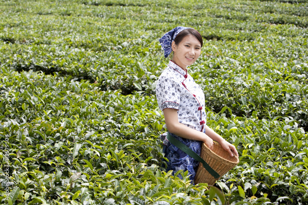 茶园里的年轻女人