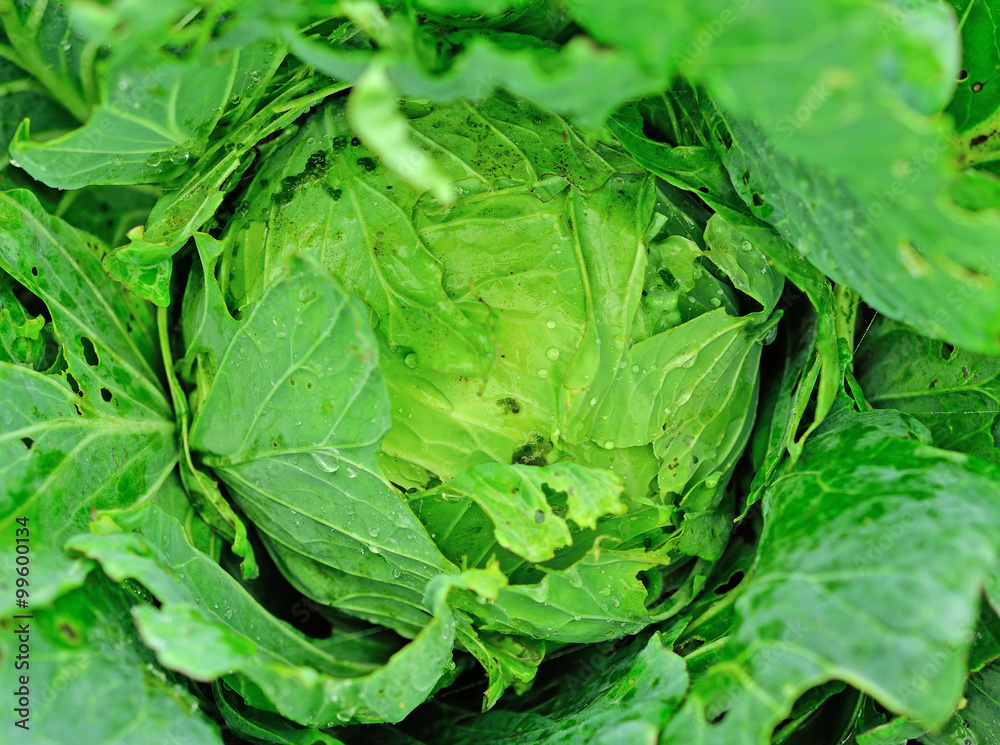 雨水滴落的新鲜甘蓝（Brassica oleracea）