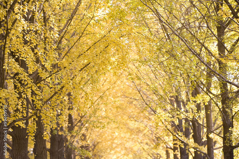 Treelined Path In Autumn