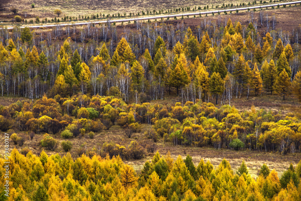 Forest in Aershan,China