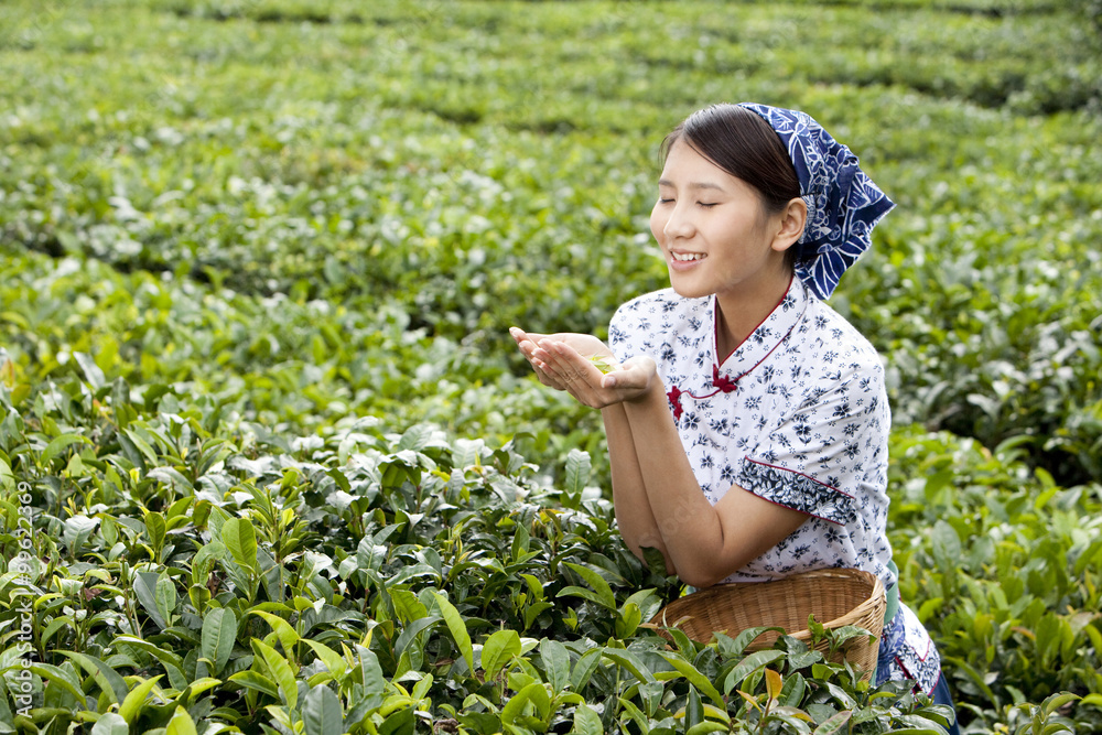 茶园里拿着新鲜茶叶的年轻女人