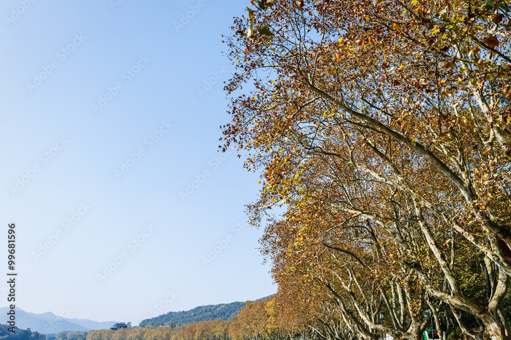 中国杭州西湖秋天美丽的梧桐风景