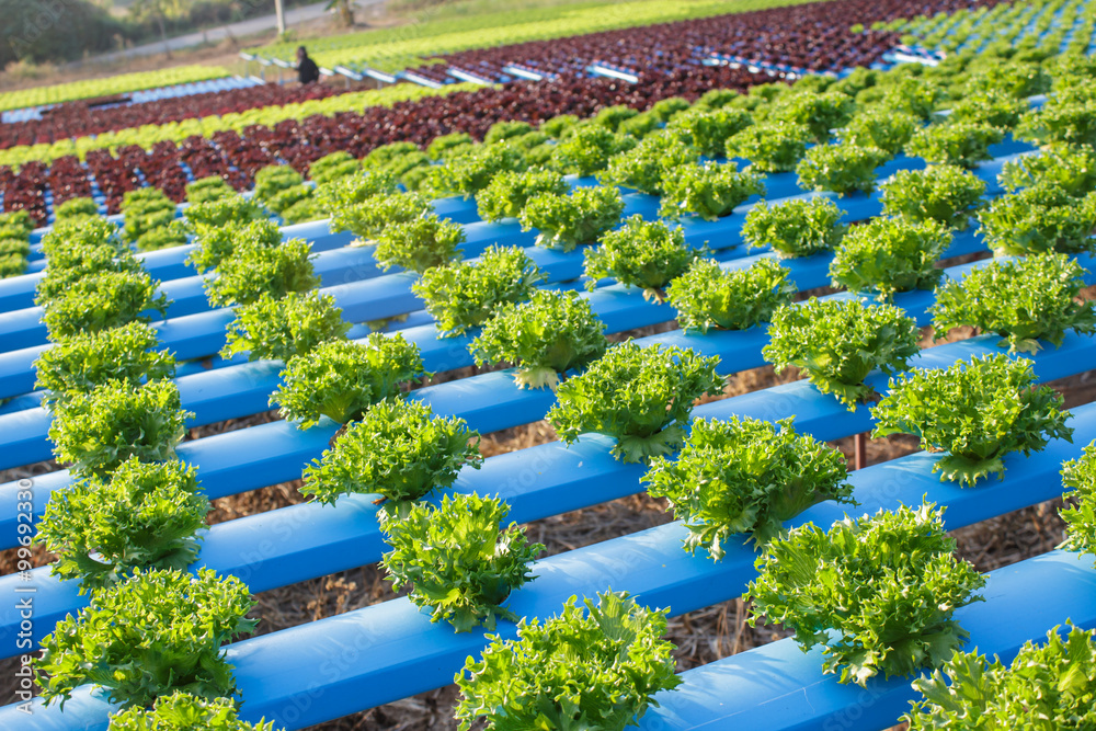 Organic hydroponic vegetable cultivation farm