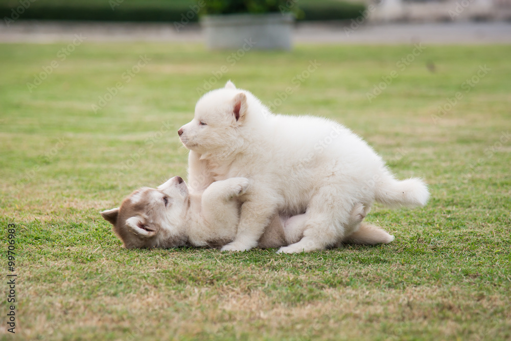 西伯利亚哈士奇幼犬在绿草上嬉戏