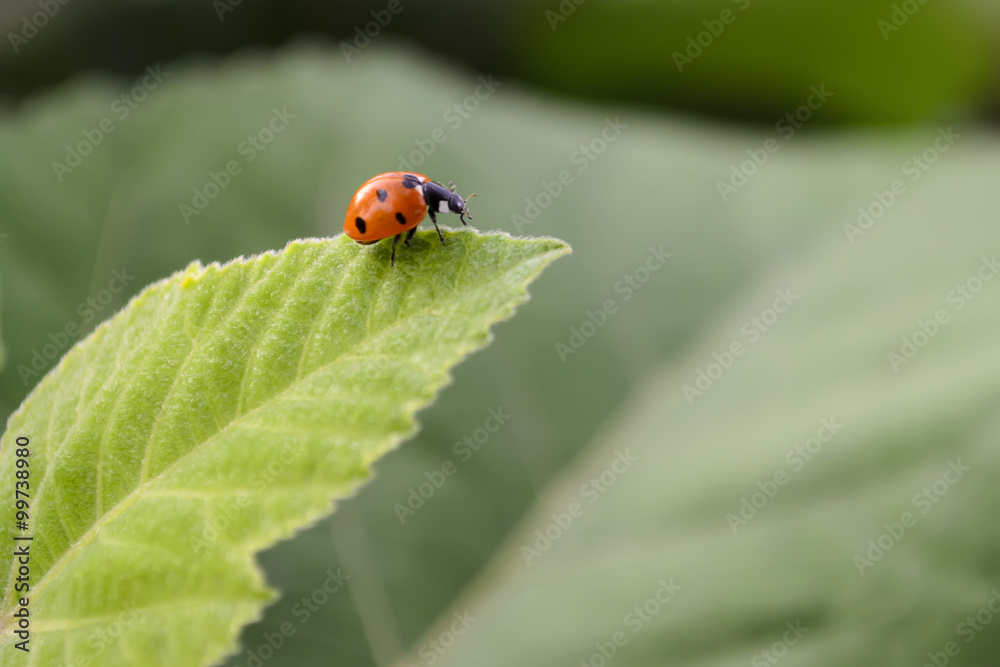 Ladybug on a leaf