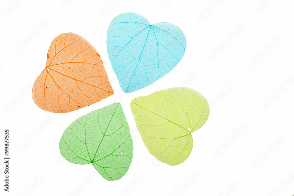 Four colored heart shaped skeleton leaves on white