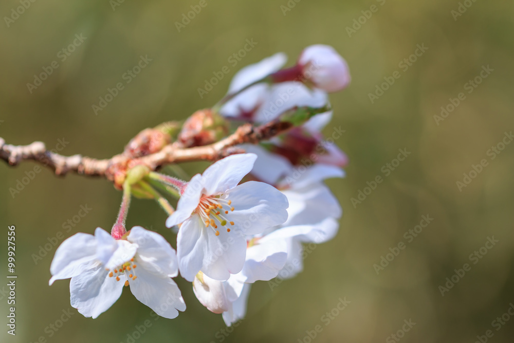 桜の花