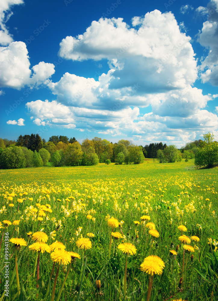 Field with dandelions and blue sky