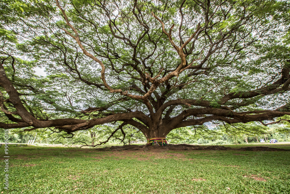 Big tree with branch magnify