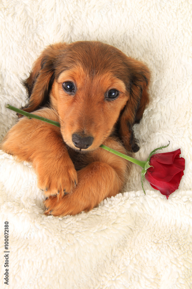 Valentine Dachshund puppy