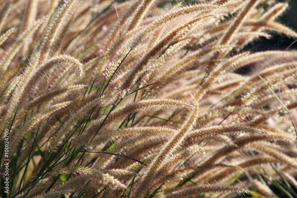 reeds grass