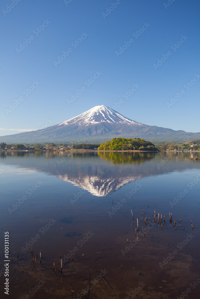 春季川口湖的富士山倒影