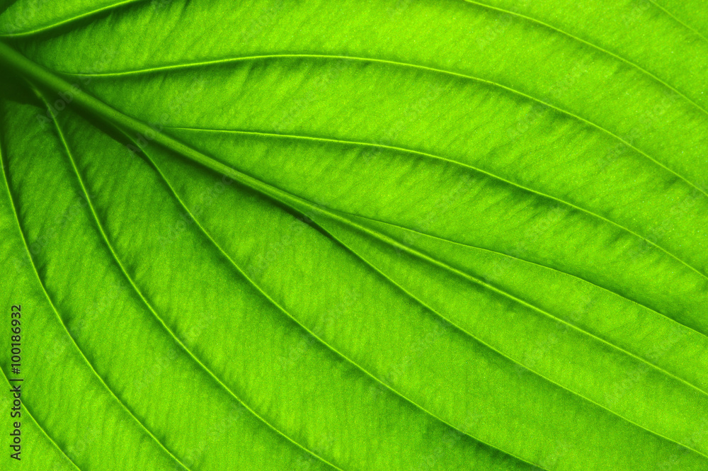  green leaf texture