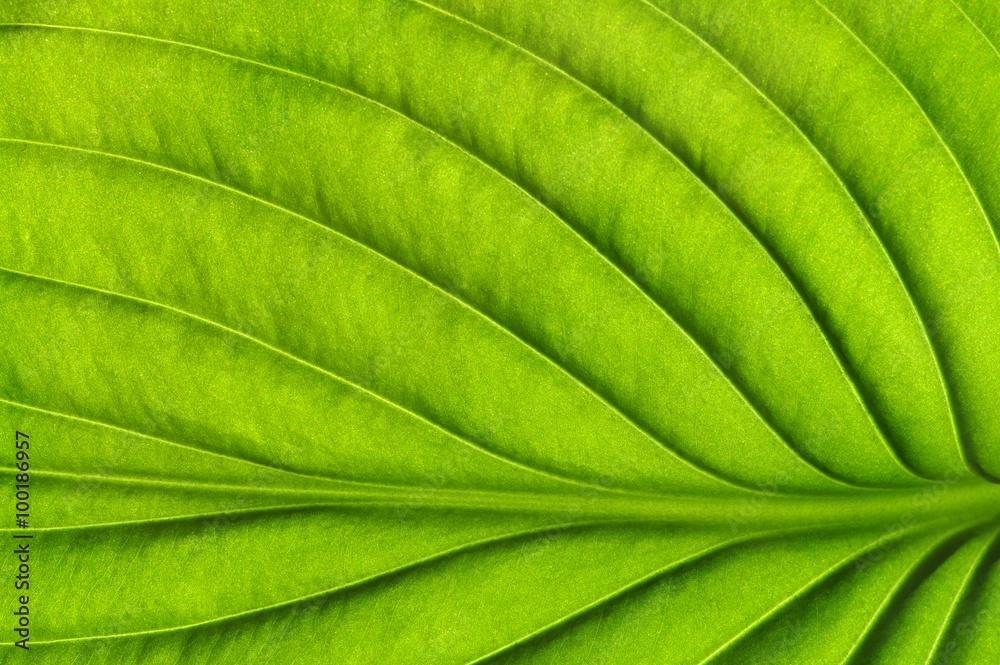  green leaf texture