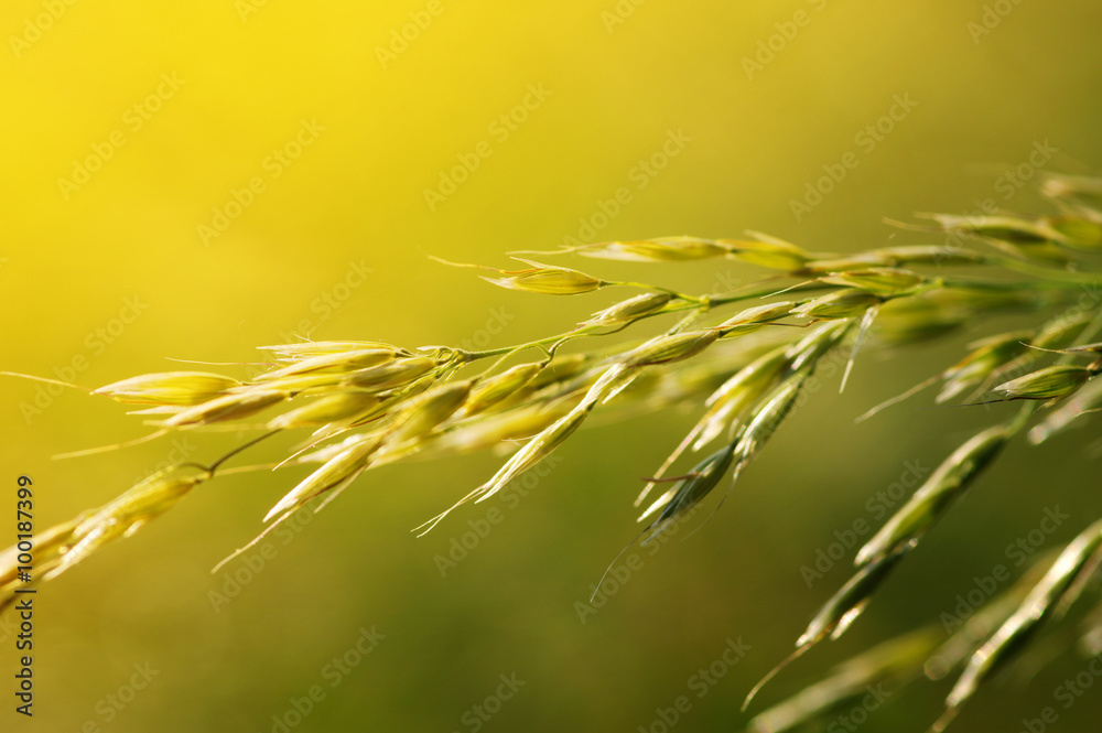  green plants