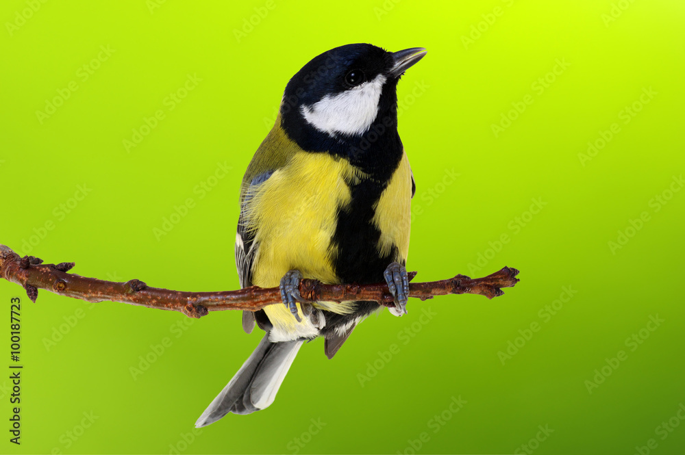 Great tit